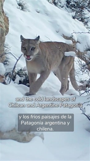 Join us in celebrating #InternationalPumaDay! As a top predator, pumas serve as ecosystem architects, activating a chain of ecological processes that affect the animals around them. Despite being one of the top 20 priority species in the world for ecological restoration, much remains to be learned about pumas and they are misunderstood in many parts of their extensive range. Tompkins Conservation started our puma monitoring program in 2008 with our offspring Fundación Rewilding Chile in Patagoni