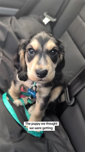 We have the FULL puppy experience 🐕 #cockerspaniel #puppytiktok #puppylife #puppygram #puppydog