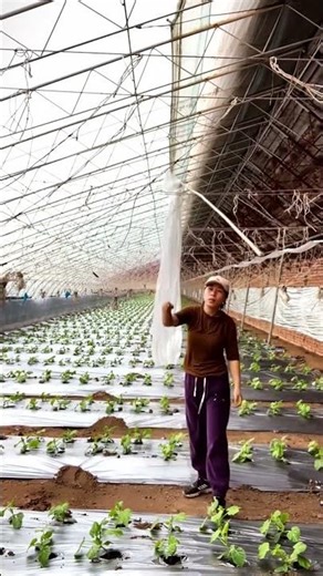 Smart Greenhouse Hack: Easy Trellis Netting Installation 🌿