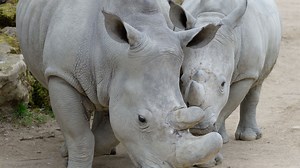 Rhinoceros blanc : taille, description, biotope, habitat, reproduction