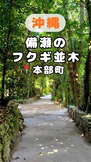 【沖縄】備瀬のフクギ並木をのんびり散歩！#備瀬のフクギ並木 #沖縄 #パーラーさんご