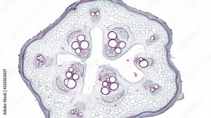 pumpkin stem - cross section cut under the microscope – microscopic view of plant cells for botanic education Stock Video