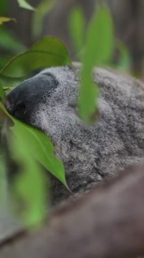 What Do Koalas Eat? Exploring Australia's Beloved Marsupials