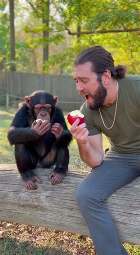 Chimp lunch #viral