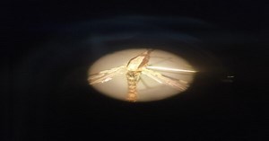 Special Mosquitoes to Control Dengue: अब मच्छर ही करेगा डेंगू और मलेरिया का इलाज, निकाला गया ये तोड़