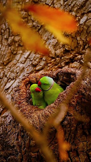 Among these animals we can see many attitudes of care and love. Each species has its own way of living and caring for each other, with love between them always prevailing. . It's wonderful to learn from animals, they show us how we should take care of those we love and our children with lots of dedication and affection. Nature is a gift, wonderful and perfect. . #amazing #amazingvideo #world #beautiful #wonderful #Wonderful #animals #animais #birds #bird #panda #bear #cats #naturelover #nature #