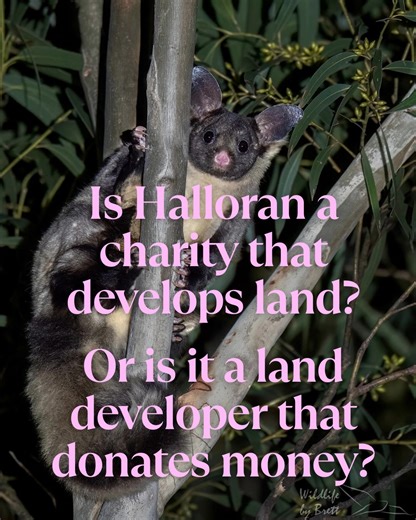 Is the Halloran Trust a charity that happens to develop some land? Or is it a land developer that happens to give some money away? Three clear questions and answers from the recent CBCA meeting with Halloran/Sealark reveals what we are confronting: 1. If 99% of the community opposes this subdivision plan, will it go ahead? YES 2. Are your trust beneficiaries more important than the community? YES 3. Would you create a Glider Forest wildlife sanctuary for the community, visitors and threatened sp