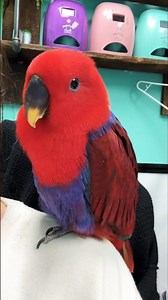 Colorful Parrots - Dancing Parrots! 🦜🦜 #parrotlovers #shorts