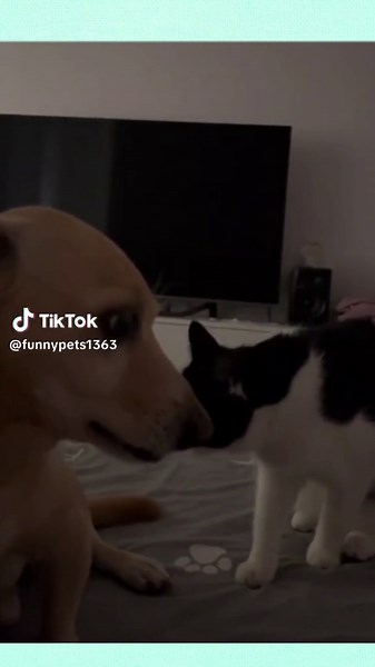 Dog Terrified of Cat - Cute and Funny Animal Video