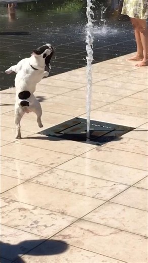 All dogs deserve to be this happy 💦🥹❤️