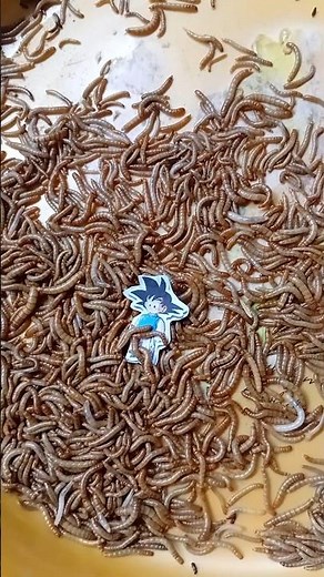 Caterpillar vs goku #caterpillar​ #dragonball #zombie #mealworm​ #experiment #bug #shortvideo