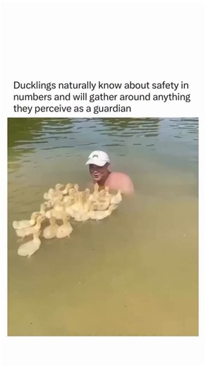 @everythingexplain_ | Ducklings instinctively understand safety in numbers. From the moment they hatch, they seek out protection by clustering together and... | Instagram