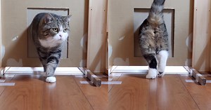 Two Determined Cats Attempt to Pass Through Increasingly Smaller Cardboard Holes in the Doorway
