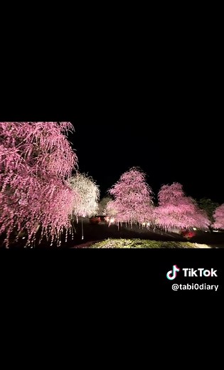 三重県鈴鹿市の絶景しだれ梅ライトアップ