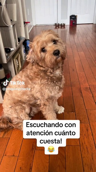 Cuánto cuesta un Cavapoo: la respuesta asombrosa