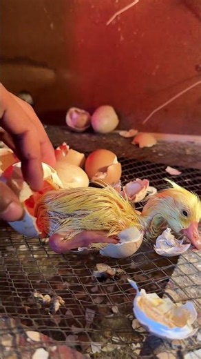 ADOEABLE Swan hatching