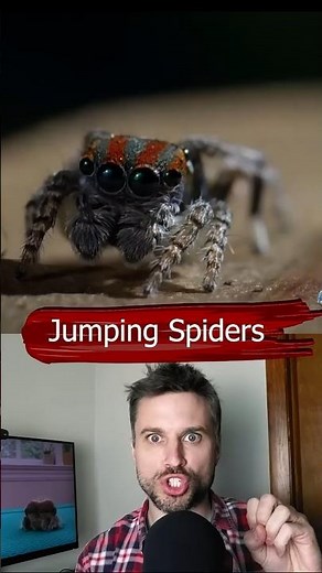 Jumping Spider Facts: Cutest Spider?