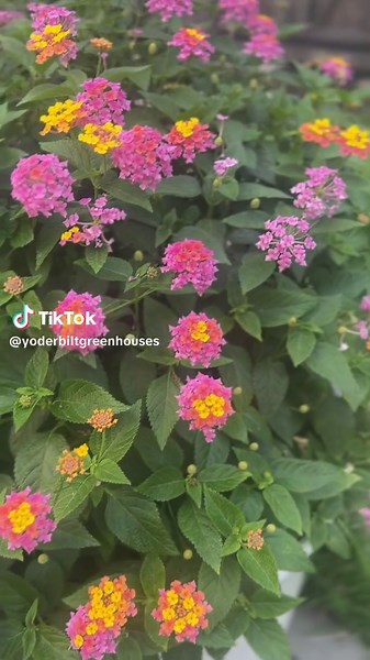 Blooming beauty meets rustic charm 🌸✨ A Yoderbilt Greenhouse is more than just a space—it’s where color comes to life and nature thrives.🌿 This little corner of my backyard brings me so much peace 🌿💗 The greenhouse might be a bit weathered, but it’s full of life—especially when the flowers start to show off like this. There’s nothing better than watching color bloom right outside your door 🌸 #GreenhouseGoals #BackyardGreenhouse #LantanaLove #GardenInspiration #HomeGardenVibes #GrowWithUs #G