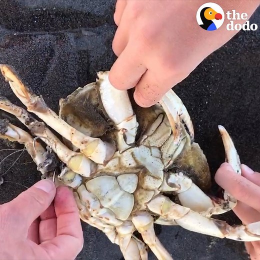 5M views · 49K reactions | This family saved a crab tangled in fishing line — and didn't even get pinched  | The Dodo | Facebook
