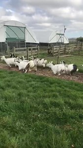 Check out how Peppa the pigs new arrivals are doing in today’s farmer Richards daily update! | Hall Hill Farm