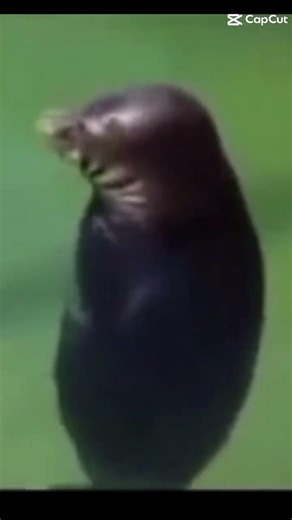 "you'll get milions of views using this sound"#memes #shorts #seal