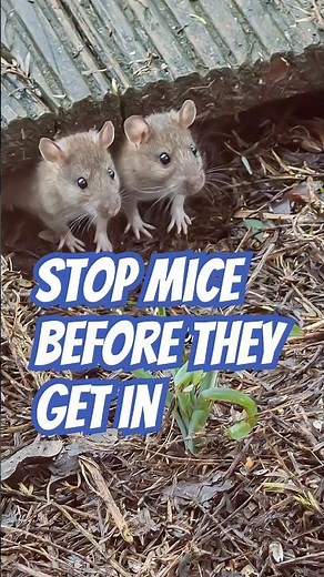 Mouse proof your home with these simple exclusion tips from DoMyOwn.com!