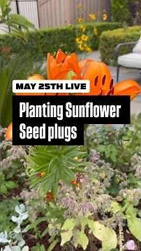 #Sunflowers in a #RainGutterGrowSystem! Seed Plug Transplant Guide #gardening