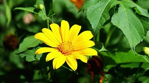 video for nature background with flowers