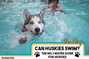 Can Huskies Swim? (The Truth About Huskies In Water)