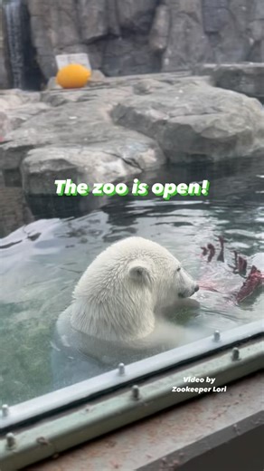 3.3K views · 121 reactions | The Alaska Zoo will reopen today at 9am...