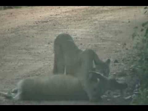 Mountain Lion Attacking a Deer in Divide, Colorado 8/8/08