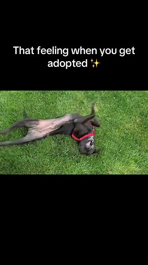 Find Your Perfect Rescue Dog for Adoption Today