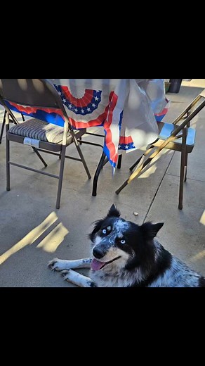 Heidi slide show. #doglover | David Ficke