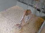 Australia Zoo have welcomed the birth of a baby giraffe