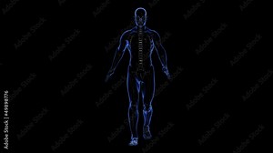 Human skin and skeleton. Front view of figure (in a loo Stock Video