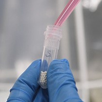 Video: Injections of Lipopolysaccharide into Mice to Mimic Entrance of Microbial-derived Products After Intestinal Barrier Breach