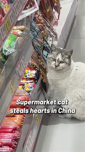 A #cat in Lianyungang, Jiangsu province has become a local celebrity for its daily visits to a supermarket. 🐈💖 It patiently watches over the sausage aisle — never taking anything, just observing. Loved by all, it now gets treats from both staff and customers. #FunChina #TrendingNow | China Daily