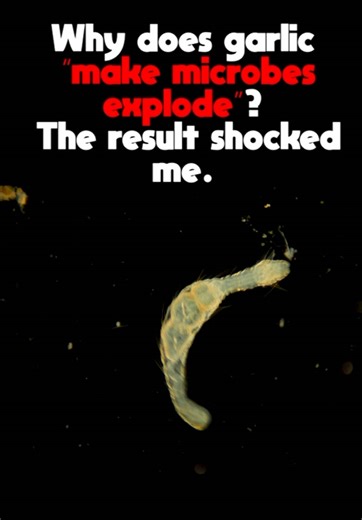 Why does garlic “make microbes explode”? The result shocked me #biology #educacion #fact