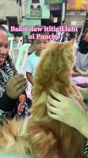 Adorable Persian Maine Coon Mix Cat Named Pancho