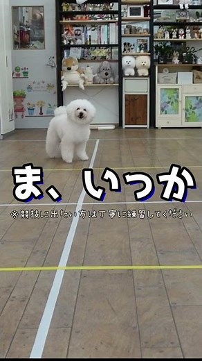 【犬の芸】バックの教え方 プードルがお手本やってみた？ #Shorts