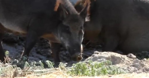 WIld "super pigs" wreak havoc around U.S-Canada border