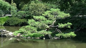 A pine tree pruned in the niwaki style grows on a small island in a Japanese garden.