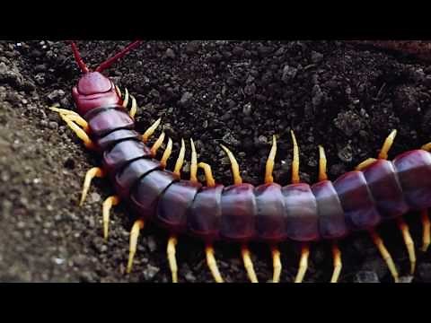 지네 Log1. 세계에서 가장 큰 지네: 붉 기간티아 - The world largest centipede: Scolopendra gigantia(Red)