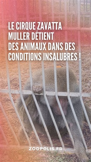 🔴 🎪Le cirque Zavatta Muller détient des animaux dans des conditions insalubres ! Nous avons obtenu des images datant de ces dernières semaines (à Toulouse et Montauban) : on peut y voir des animaux domestiques enfermés dans un camion, patauger dans leurs propres excréments, c’est absolument scandaleux. PAZ rappelle également que le cirque Zavatta Muller a organisé la reproduction d’animaux sauvages (des fauves) alors que c’est interdit depuis 2023, par la loi contre la maltraitance animale. ⛔�