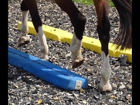 Equikinetic: Trainingsplan und Steigerungsformen