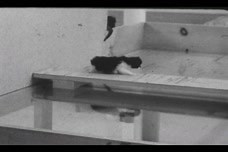 The Visual Cliff Study: Eleanor J. Gibson and Richard D. Walk reels of animals on the Visual Cliff 1