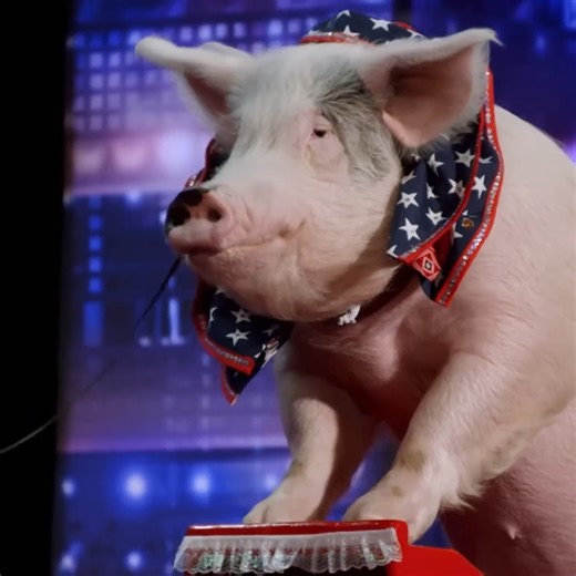 PIGS Got Talent?! 🐷 | Got Talent Global