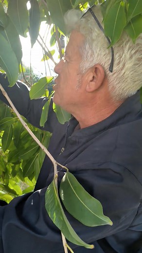 21K views · 466 reactions | Jamelonier, jamblon, tété de negresse ou...