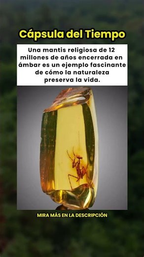 La mantis religiosa de 12 millones de años perfectamente conservada en ámbar 🦗💎