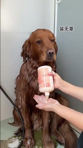 Golden Retriever Gets a Bath – So Much Fluff & Fun! #goldenretriever #dogbath